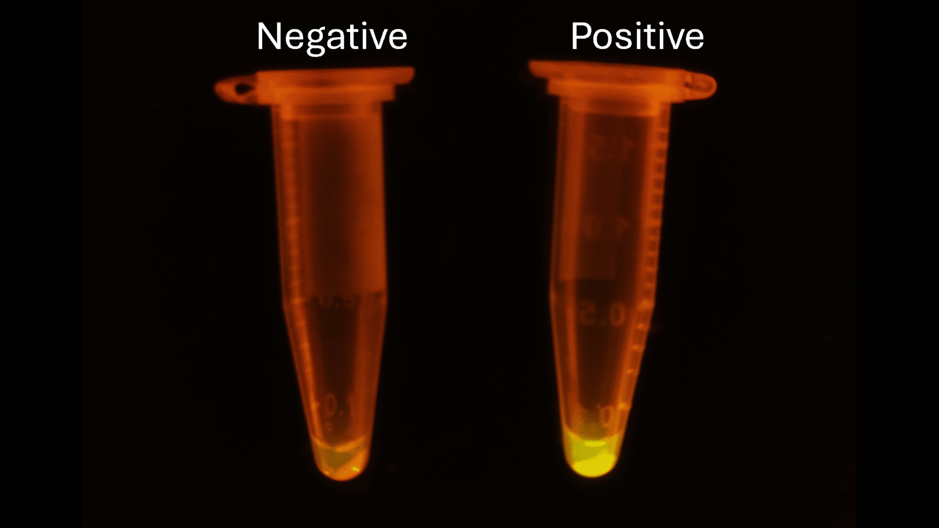 The biosensors emit a fluorescent signal when they detect flavonoids, making it easy to visually identify which microorganisms are producing high amounts of the compound.