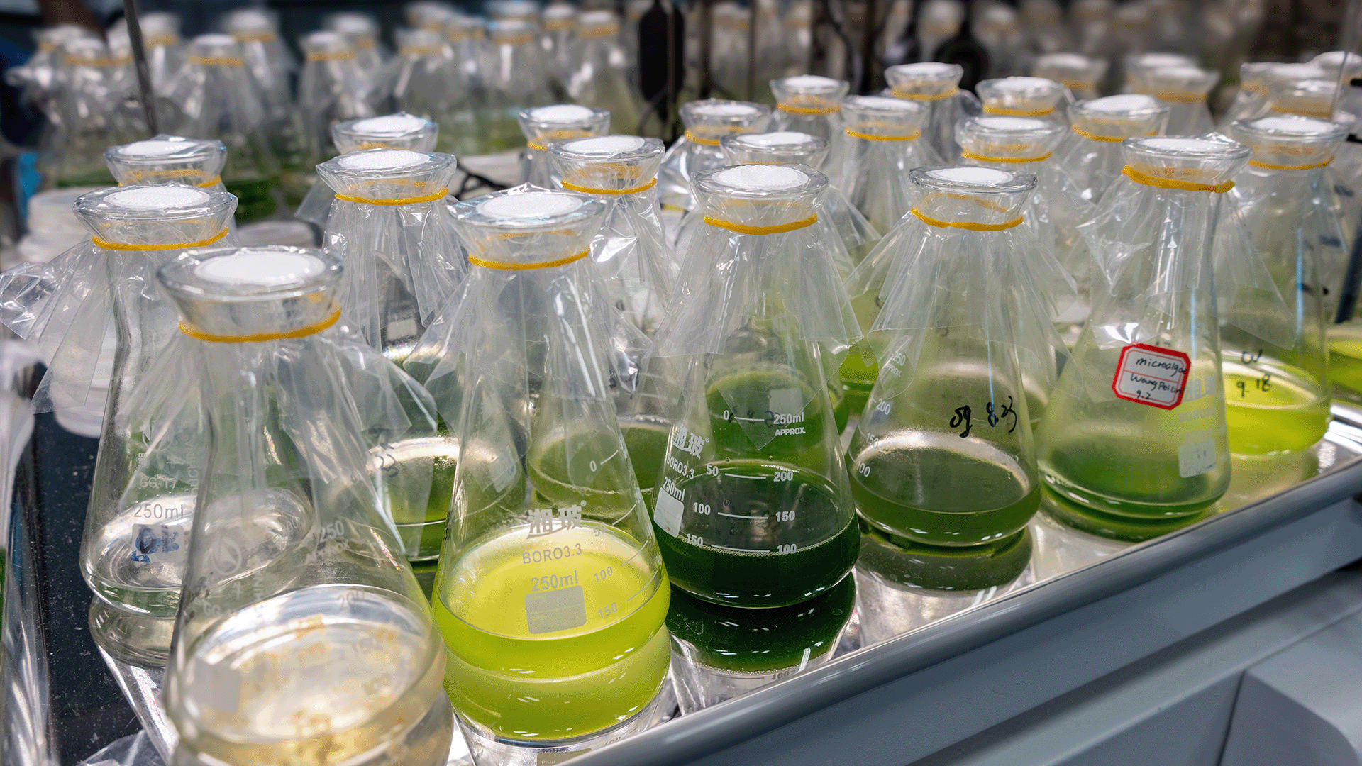 Microalgae can be used for producing biofuels, animal feed, nutritional supplements, and other valuable bioproducts.