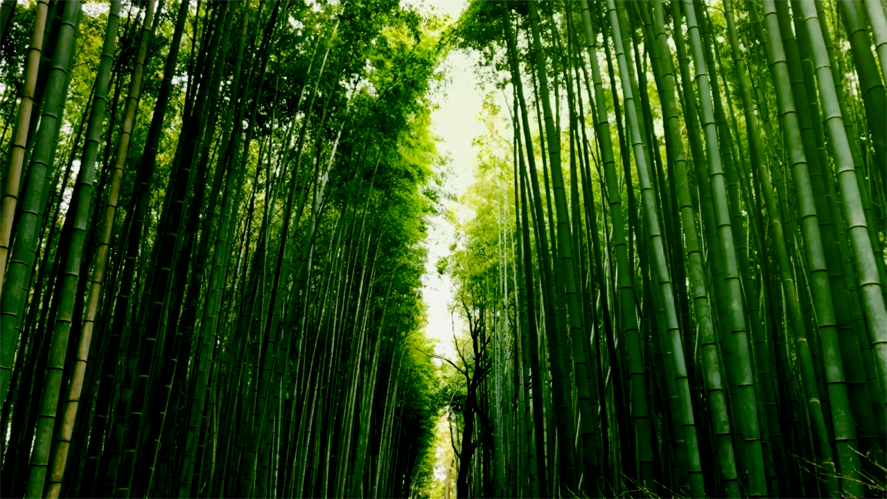 Zhai Wei Bamboo 4 The hydrogel takes its inpsiration from the natural properties of bamboo.