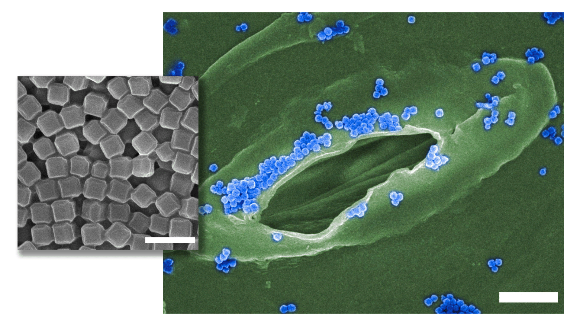 Main image at 3,000x magnification shows the SENDS nanoparticles (in blue) surrounding the stomata of a plant. Inset image shows the SENDS nanoparticles at 50,000x magnification.