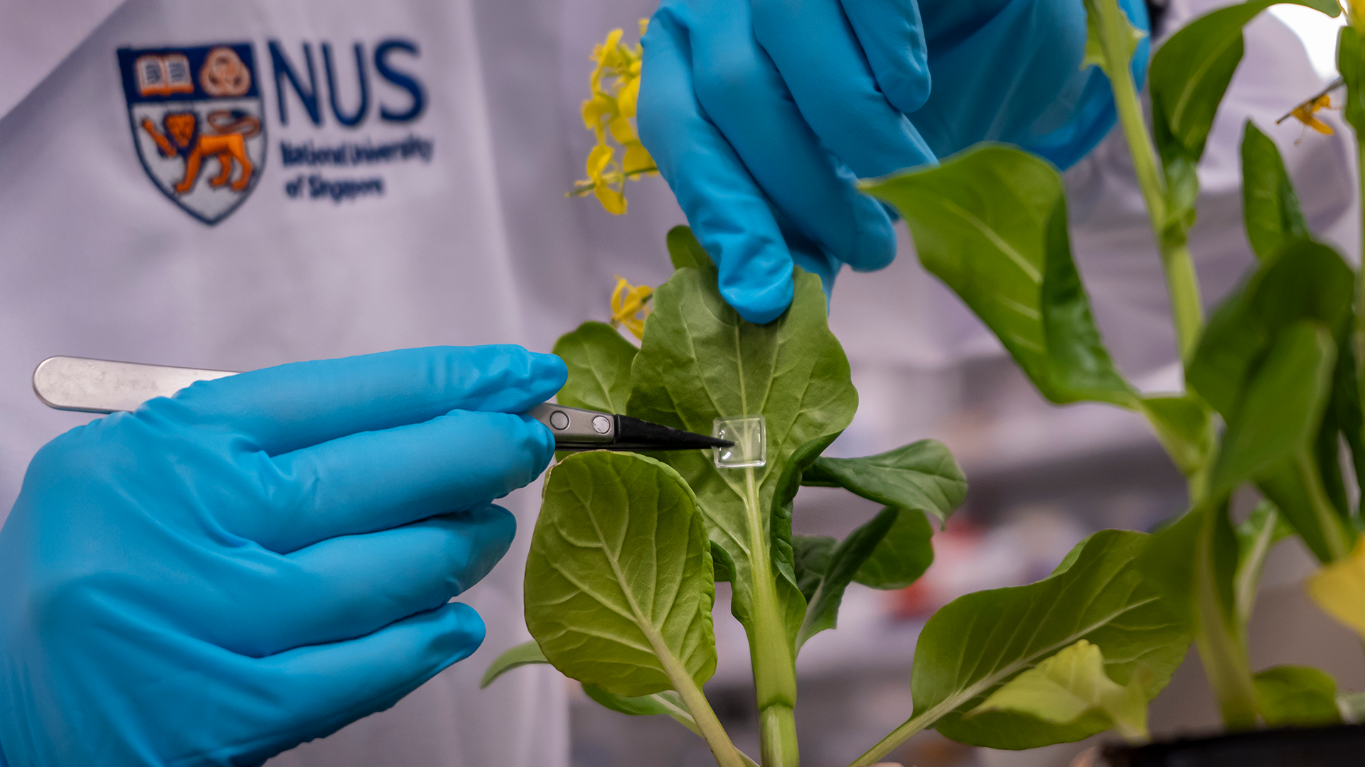 Researcher applying microneedle patch to plant