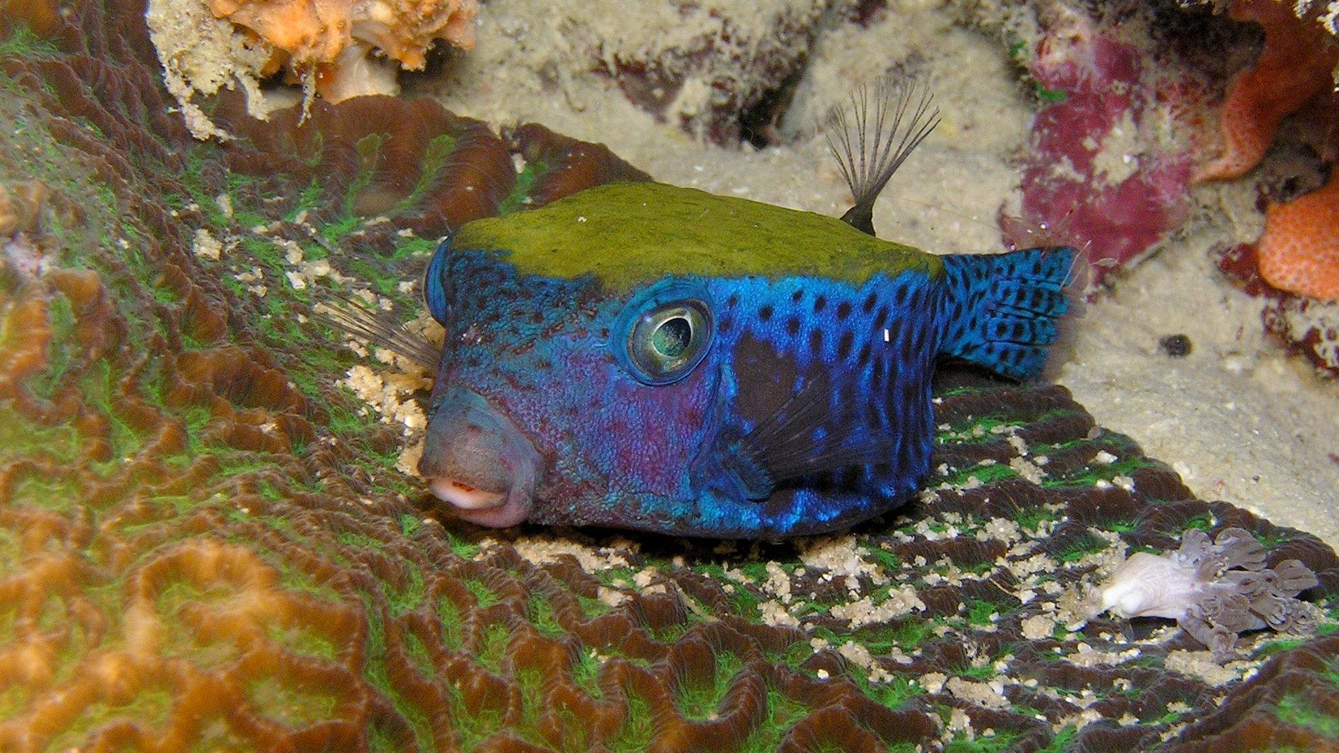 The OstraBot’s design is inspired by the boxfish, which keeps its body rigid and propels itself entirely by oscillating its tail.