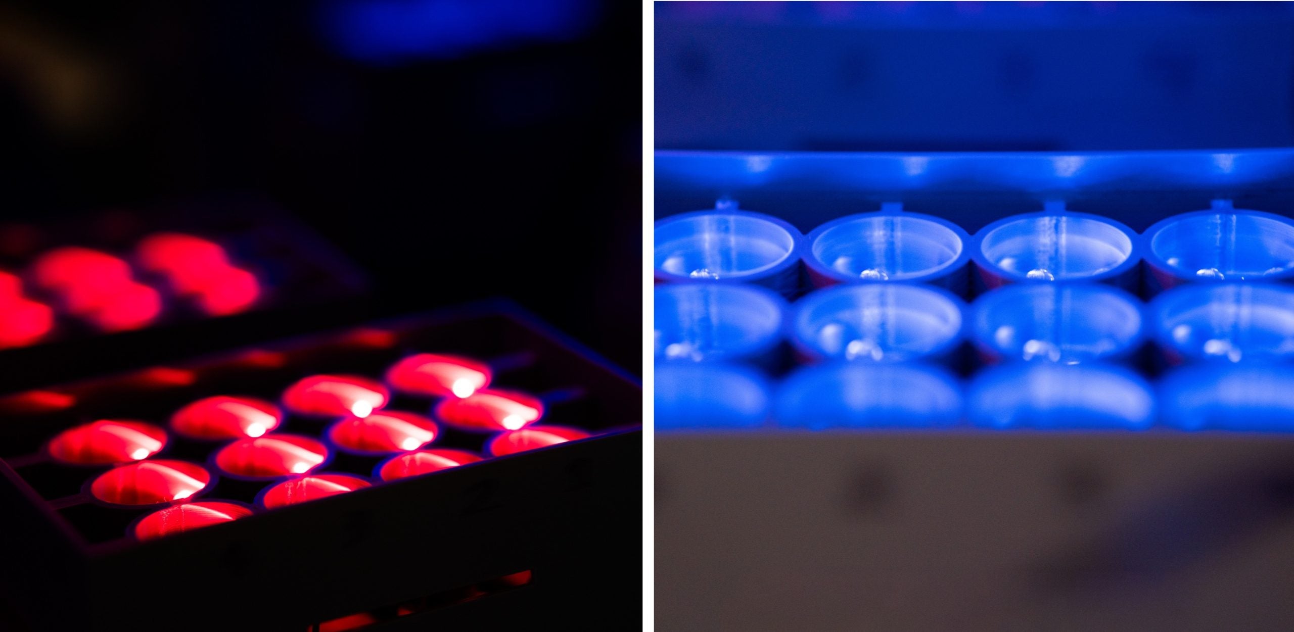 While yeast has been previously engineered to respond to single colours of light, this is the first time that a single strain of yeast has been engineered to respond to more than one colour.