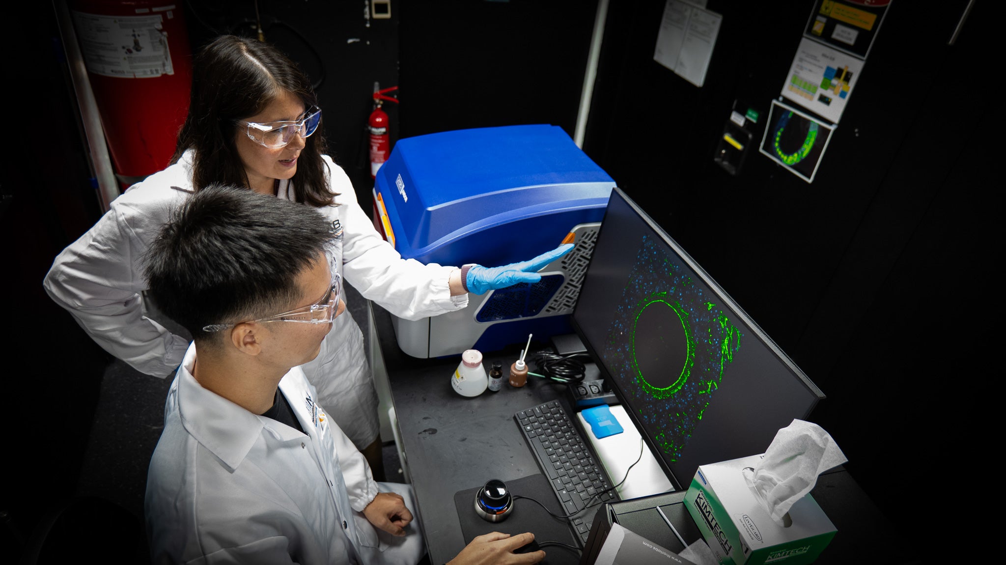 Asst Prof Jennifer Young (top) and PhD student Xingyu Shen (bottom), who are from the College of Design and Engineering and Mechanobiology Institute at NUS, image follicles that were grown in hydrogels and stained for transzonal projections (green) and nuclei (blue) using a confocal microscope to understand how follicle growth is impacted by the stiffness of the surrounding matrix.