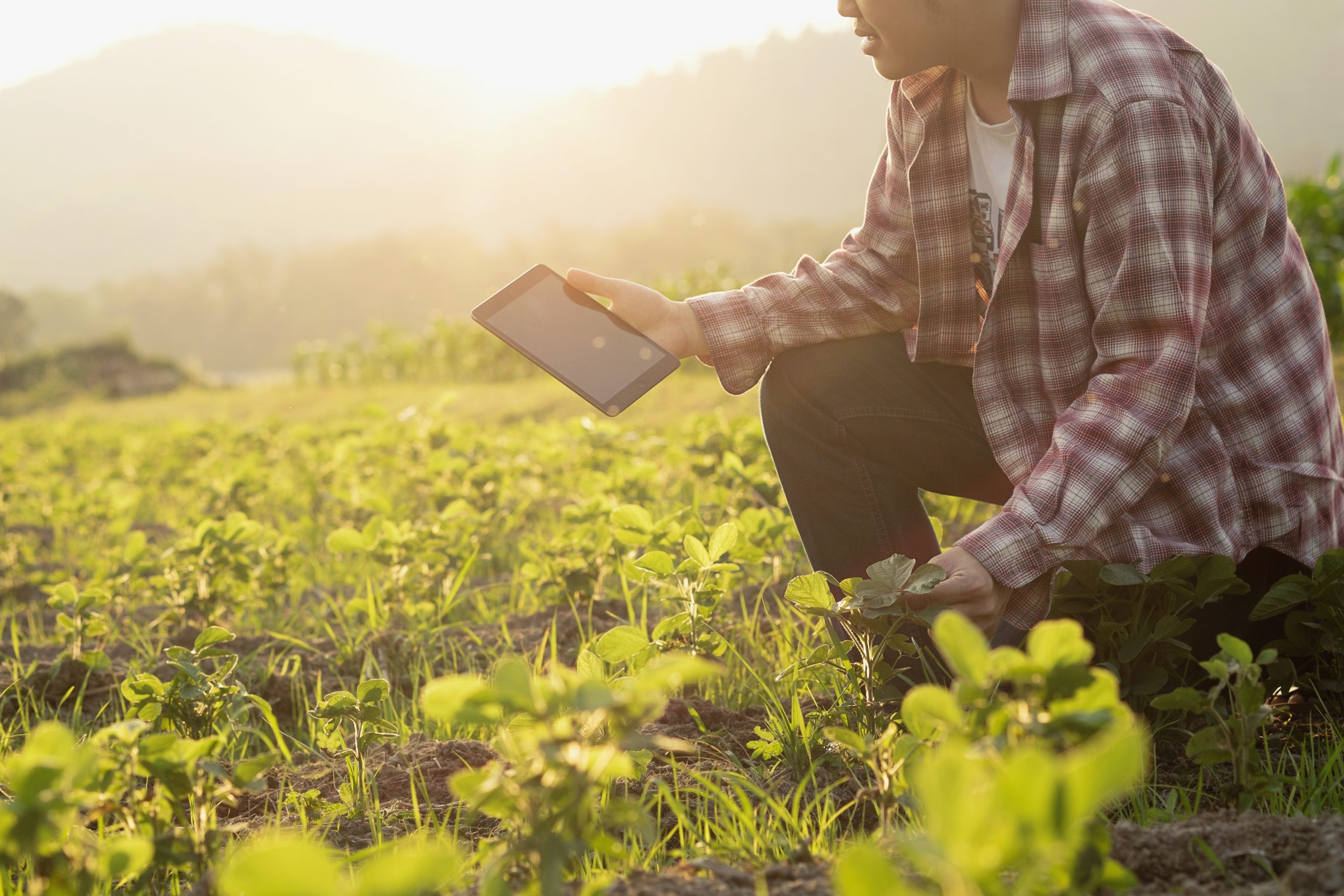 Agronomist,using,a,tablet,for,read,a,report,on,the
