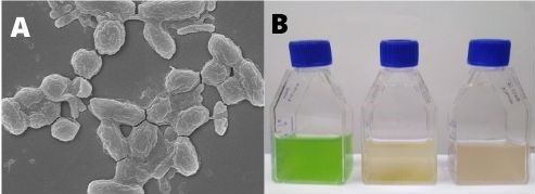 Fig 1 Cyanobacterial Blooms