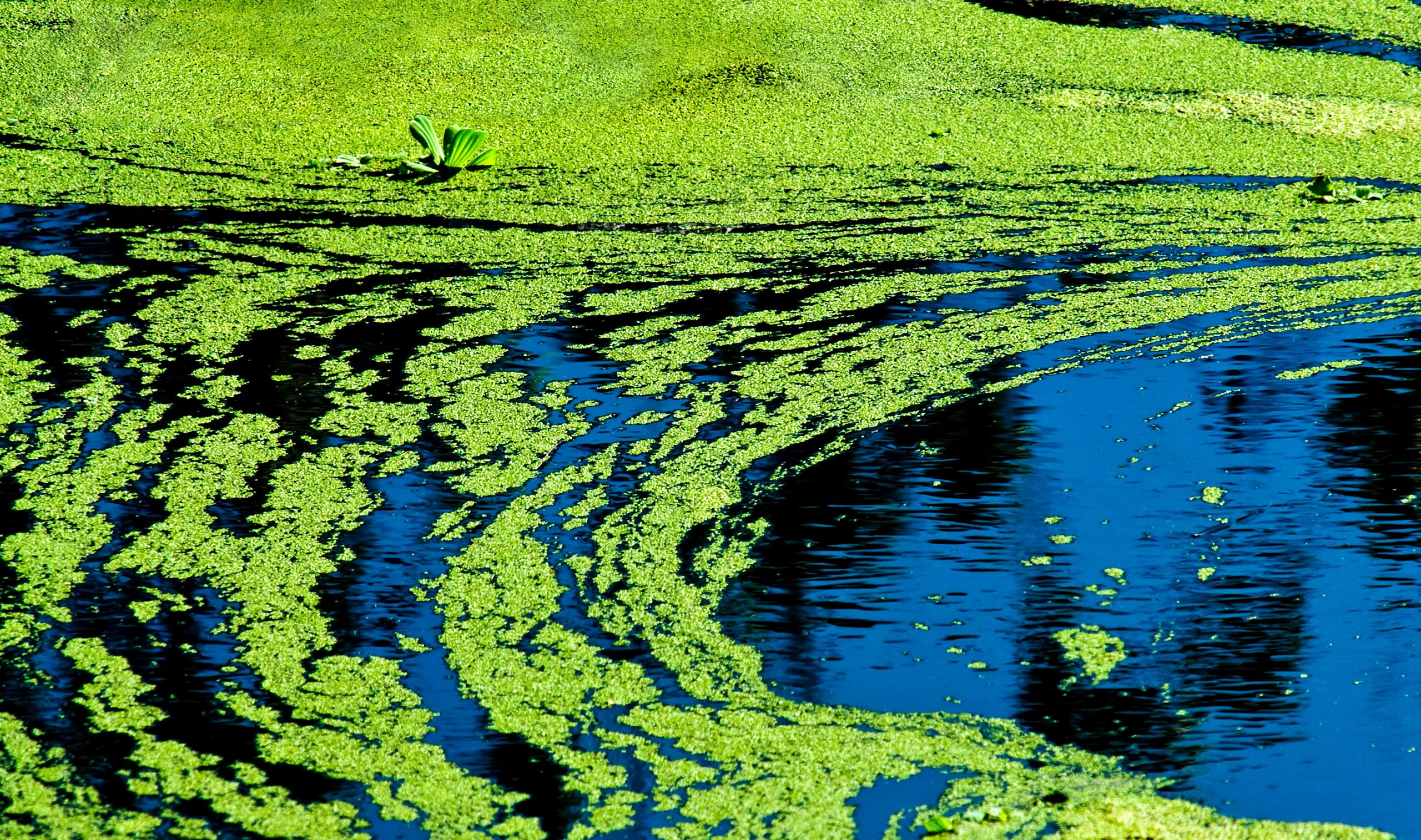 Blue Green,algae,or,pond,scum,,cyanobacteria,harmful,algae.