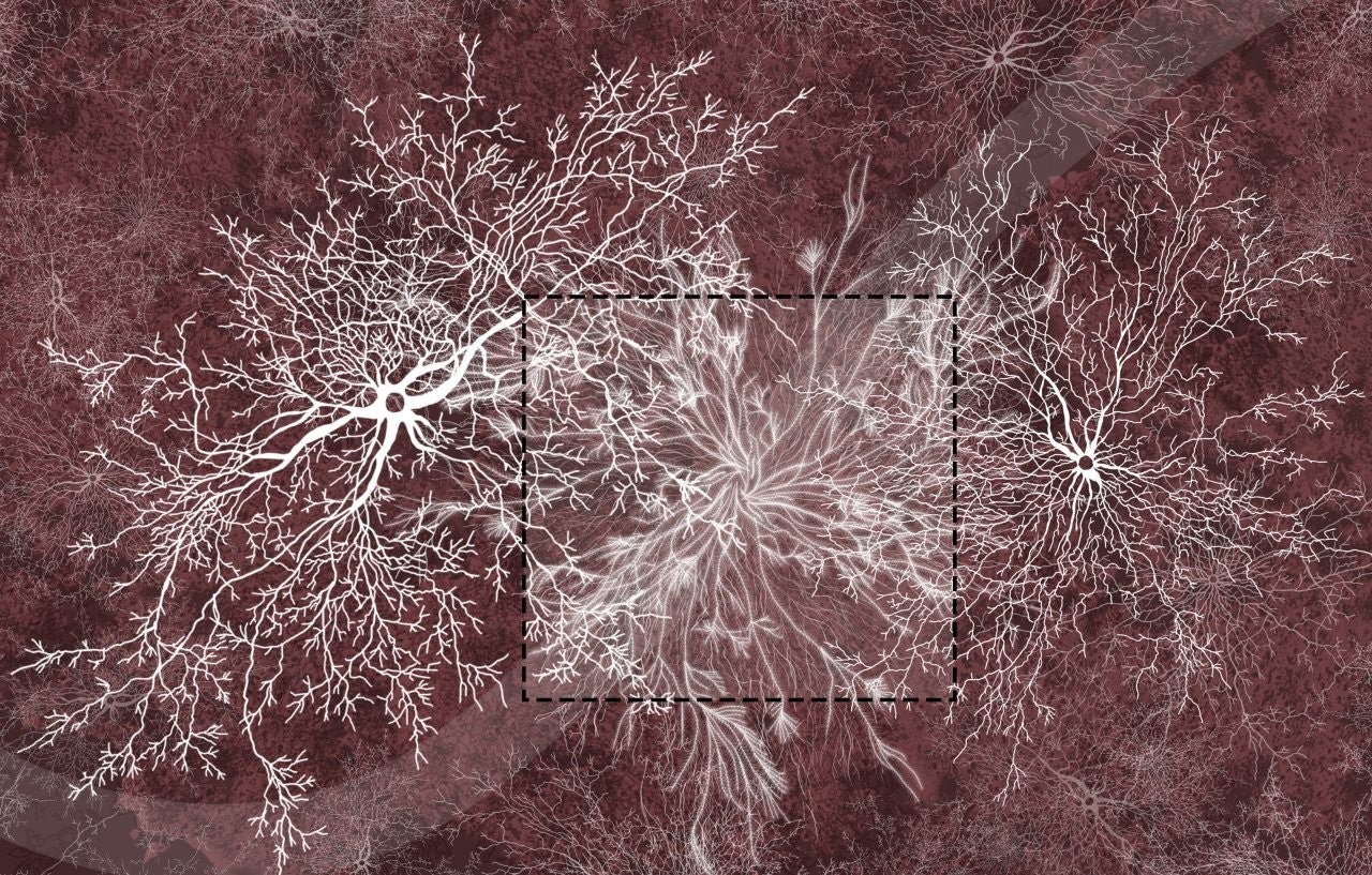 Spalding Landscapes: Exploring the politics of plant belonging through decay, fungal growth and mycelium network