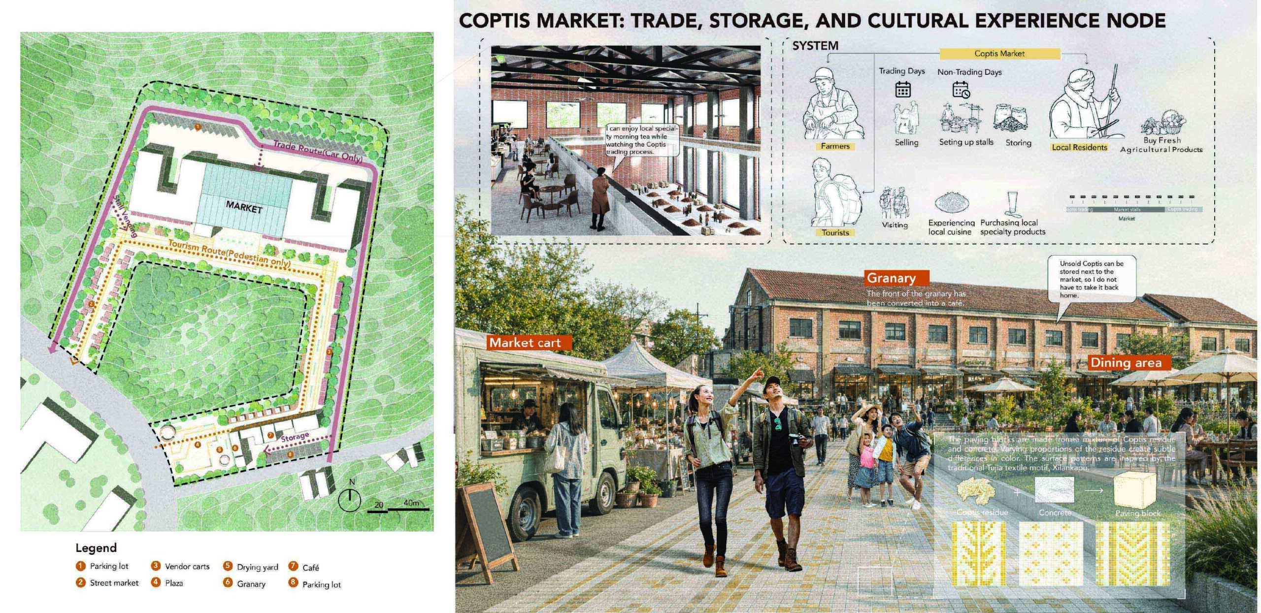 From Bitter Roots to Living Routes: Reframing Coptis as a Living Corridor of Culture and Production