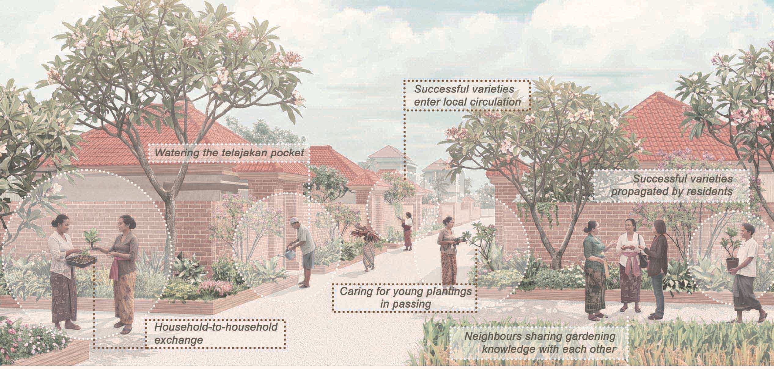 Locality Through Care: Rectivating Telajakan for Frangipani in Denpasar
