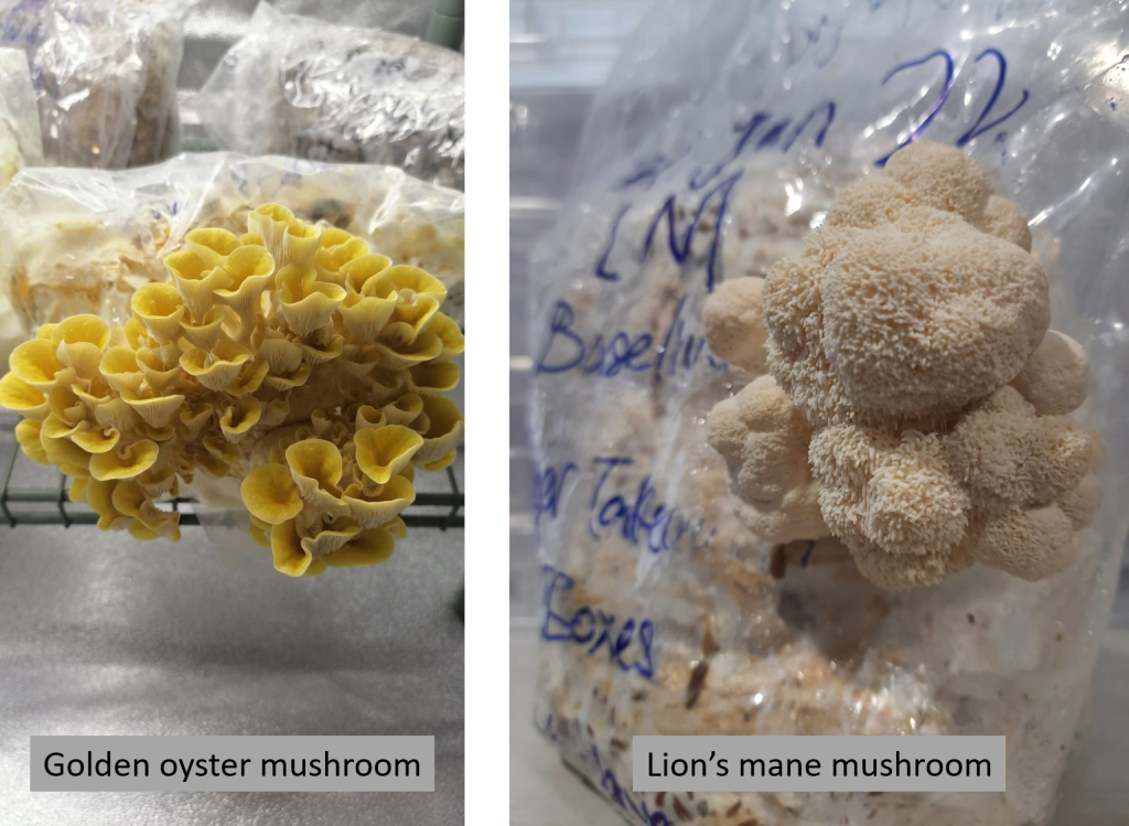 Mushrooms From Fsp
