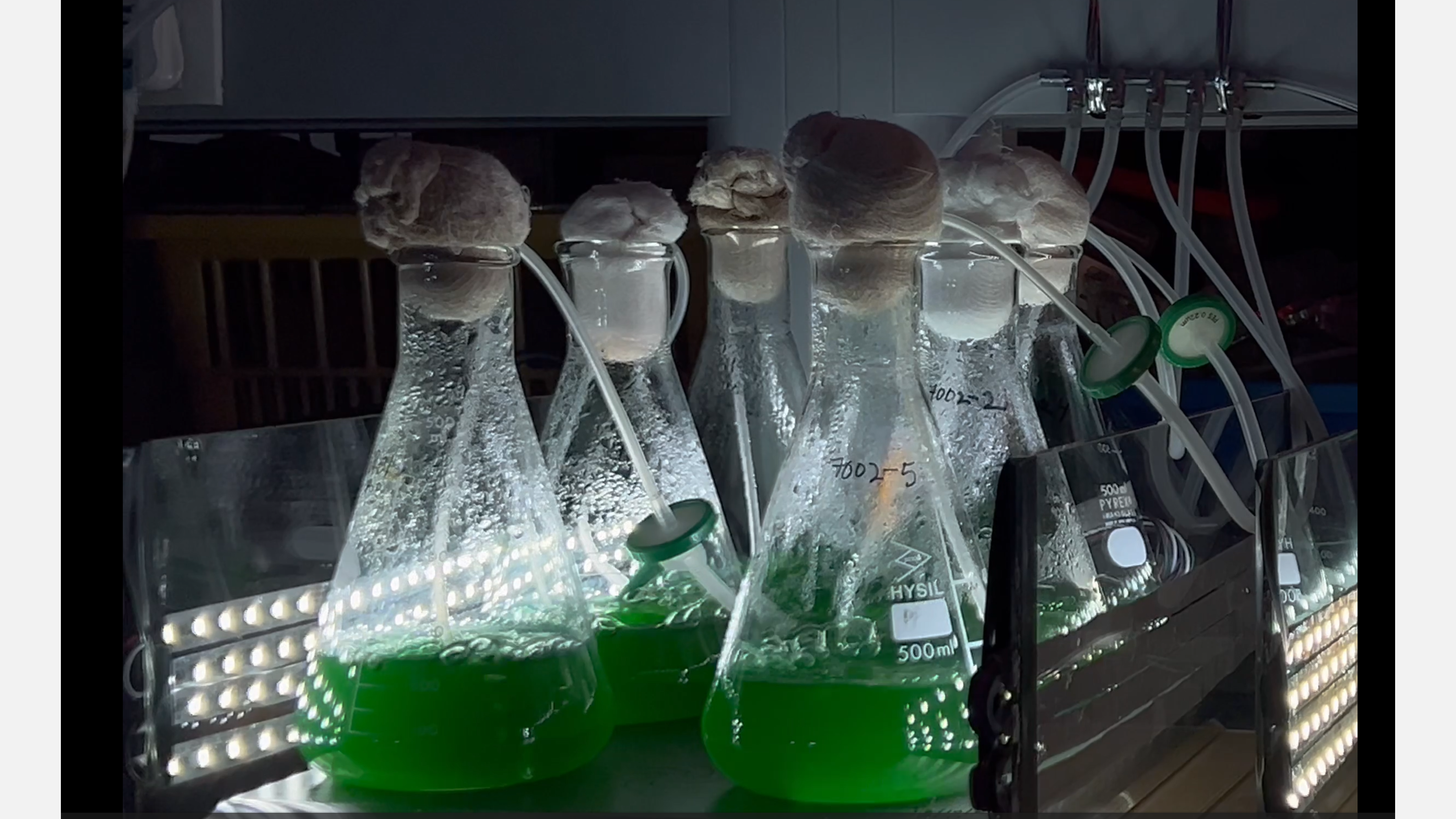 CDE4301-cyanobacteria-upload