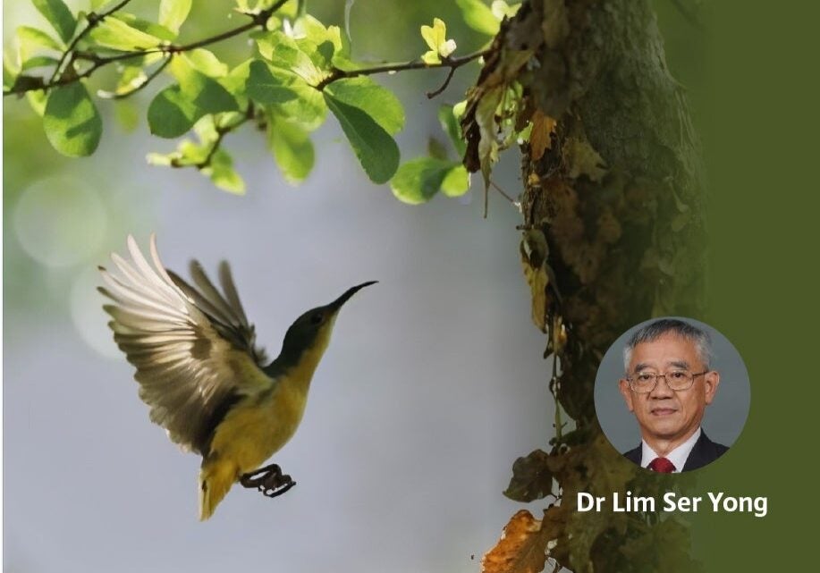 Lim Ser Yong - Biodiversity on Campus - Thumb