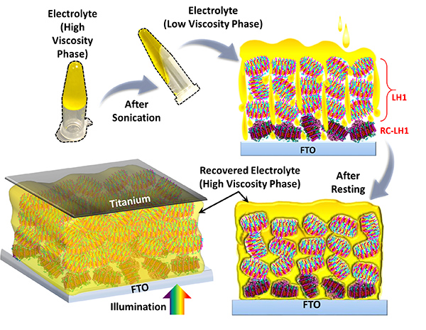 A Mechanoresponsive Phase-Changing Electrolyte Enables Fabrication of High-Output Solid-State Photobioelectrochemical Devices from Pigment-Protein Multilayers
