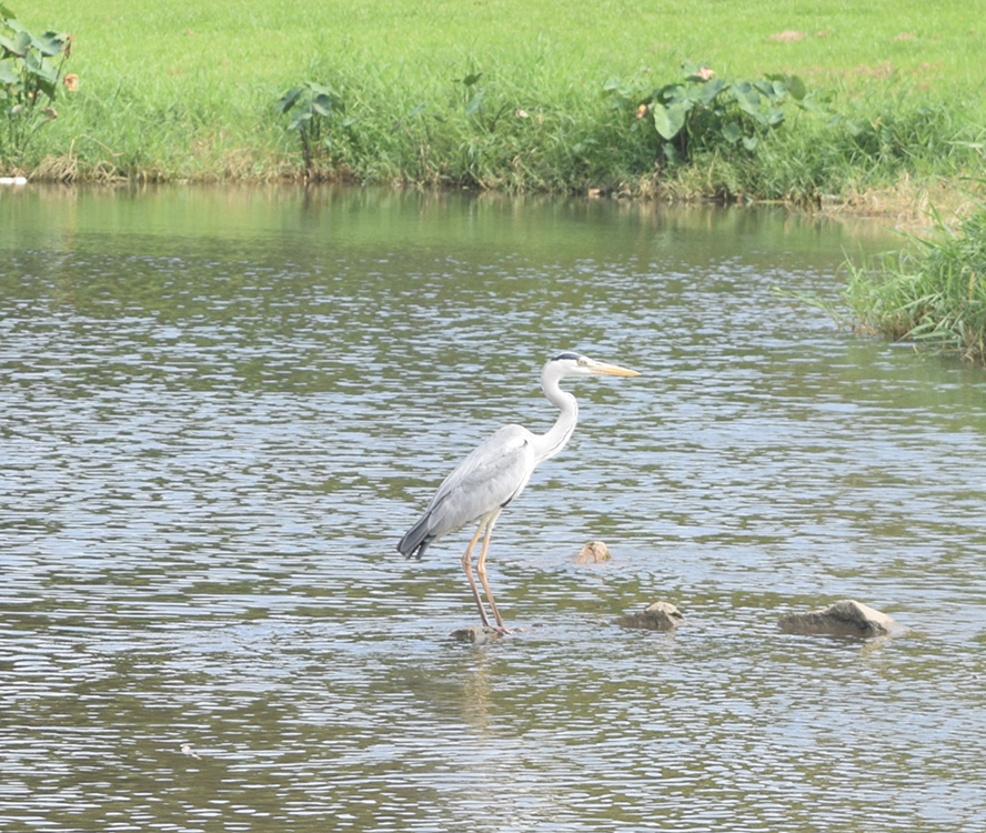 heron 1 Water-sensitive cities can also create more habitats for various wetland species such as grey herons. Image Credit: NUS Cities / TK Bean