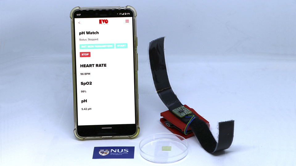 <div>By integrating the NUS team’s custom-made pH sensor (middle) and pH sensing algorithm into existing fitness trackers or smartwatches which already have a built-in pulse oximeter, the pH Watch can</div><div>simultaneously monitor the pH value of a user’s sweat, along with heart rate and blood oxygen saturation values in real-time, with about 90 per cent accuracy.</div>