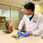 The innovative fat-trapping material makes use of the high cellulose content in pineapple leaves.