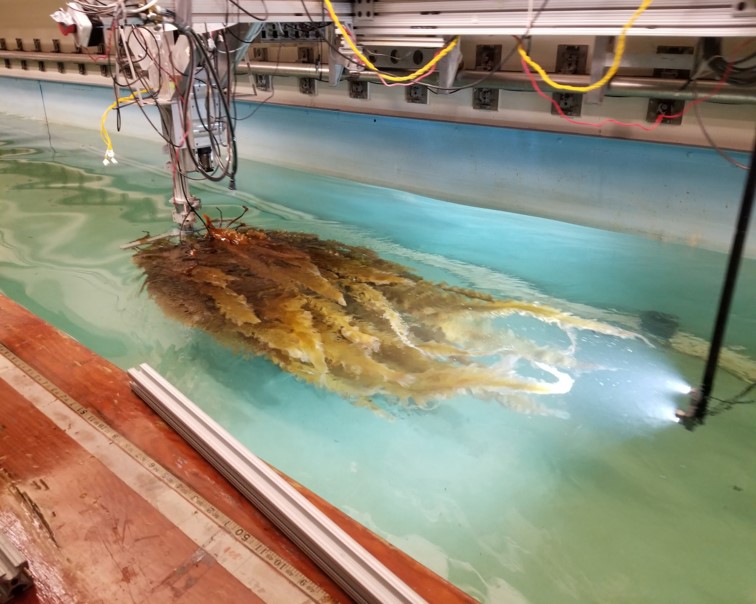 Towinga Kelp Bundle