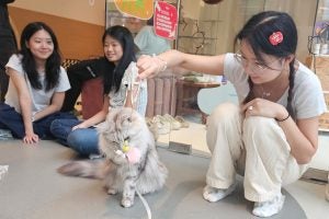 OSL-Cat-ch-A-Break-04