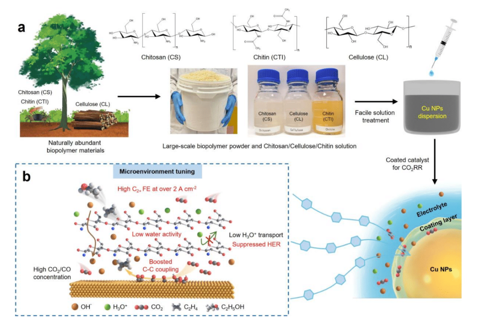 Schematic illustration. (a) Schematic showing preparation of coated catalysts using biopolymer materials derived from naturally abundant wood and seafood biowaste. (b) Schematic illustration of using biopolymer coating layers to modulate the microenvironment to enhance CO₂RR.